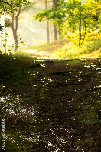 Forest way in sunny light © hjschneider