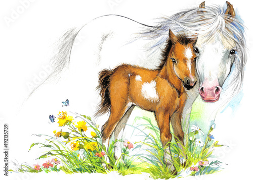 Horse and foal watercolor illustration