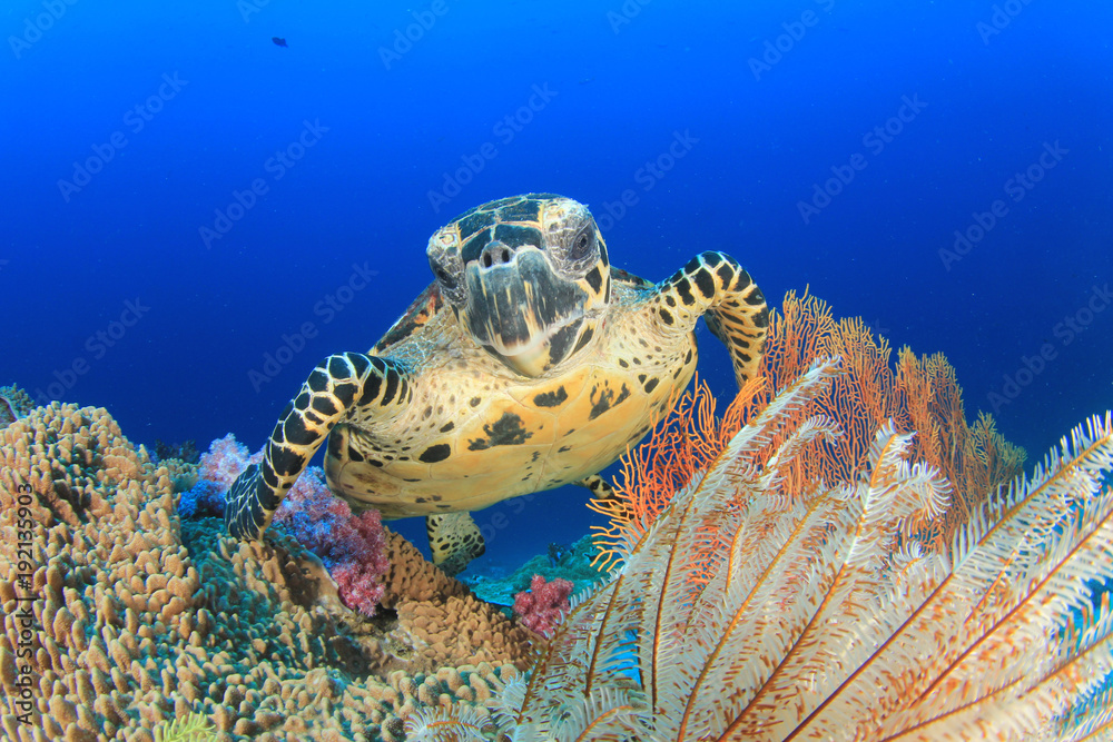 Fototapeta premium Hawksbill Sea Turtle and coral reef underwater