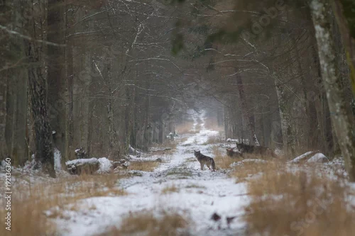 Fototapeta samoprzylepna Wilki z Puszczy Białowieskiej 