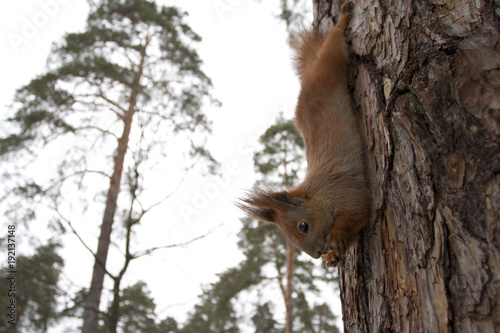 Squirrel eating a nut. © Iryna