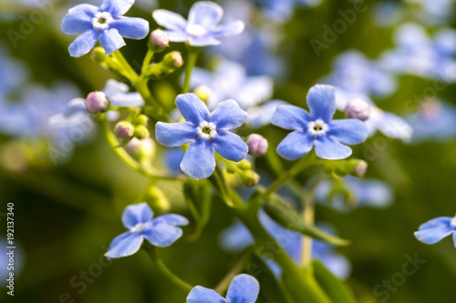 Forget me not in spring on green background