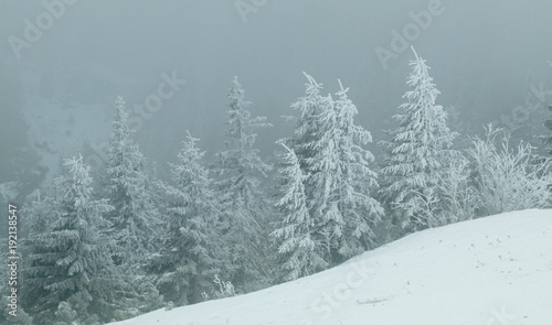 Heavy snow storm into the forest