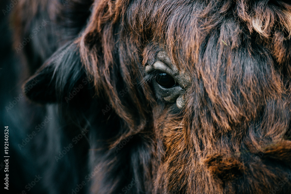 Prehistoric Yack Closeup artistic portrait of primal ancient beast muzzle. Furry and ...