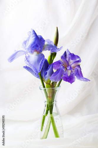 Fototapeta Naklejka Na Ścianę i Meble -  Purple iris flowers on white textile background