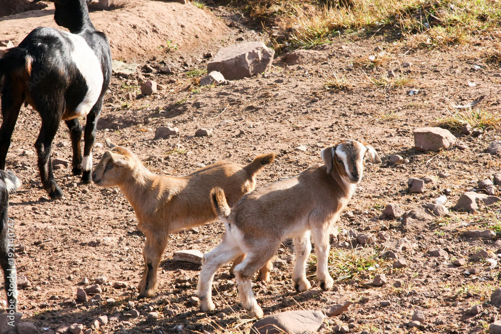 Goat in thailand