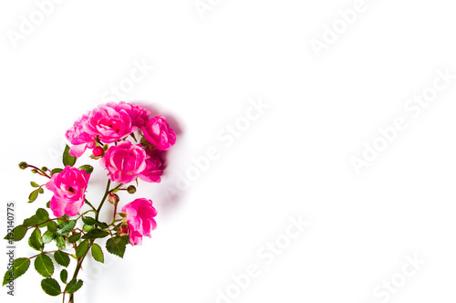 Fototapeta Naklejka Na Ścianę i Meble -  Pink roses on white background top view