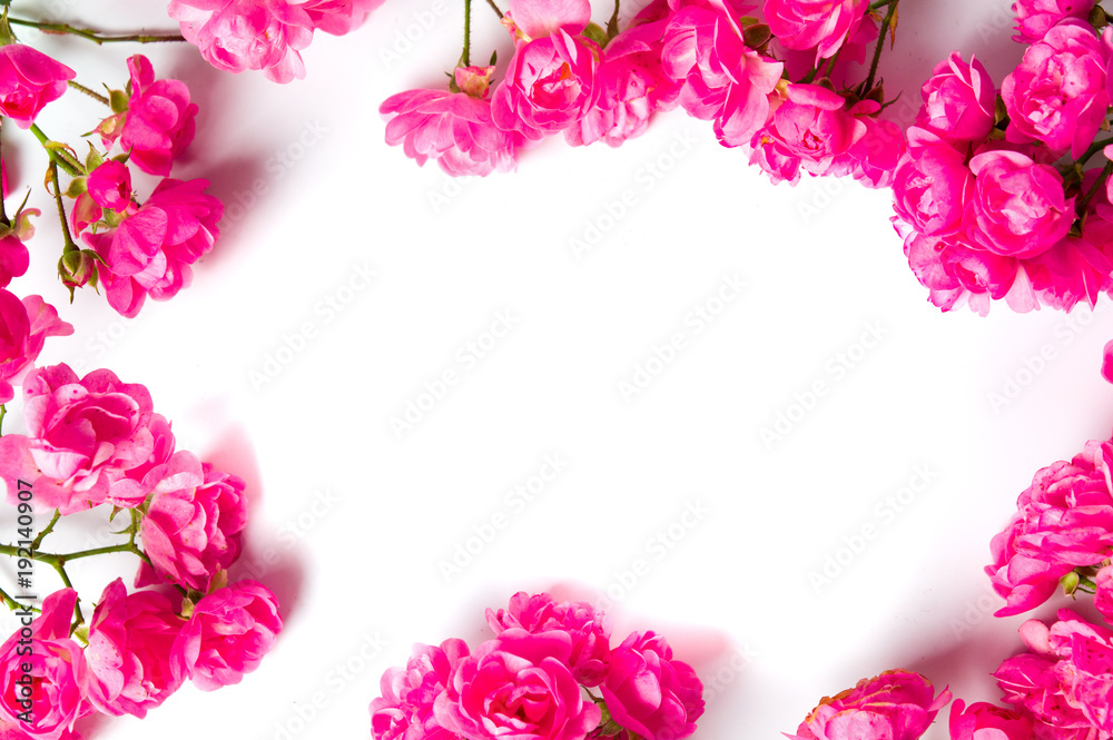 Pink roses on white background top view