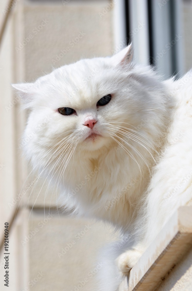 White cat leaning out window