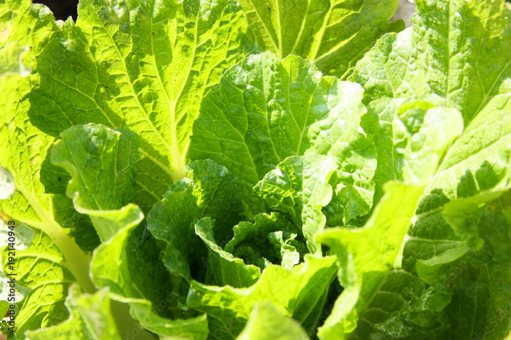 Cabbage Firewood In the garden
