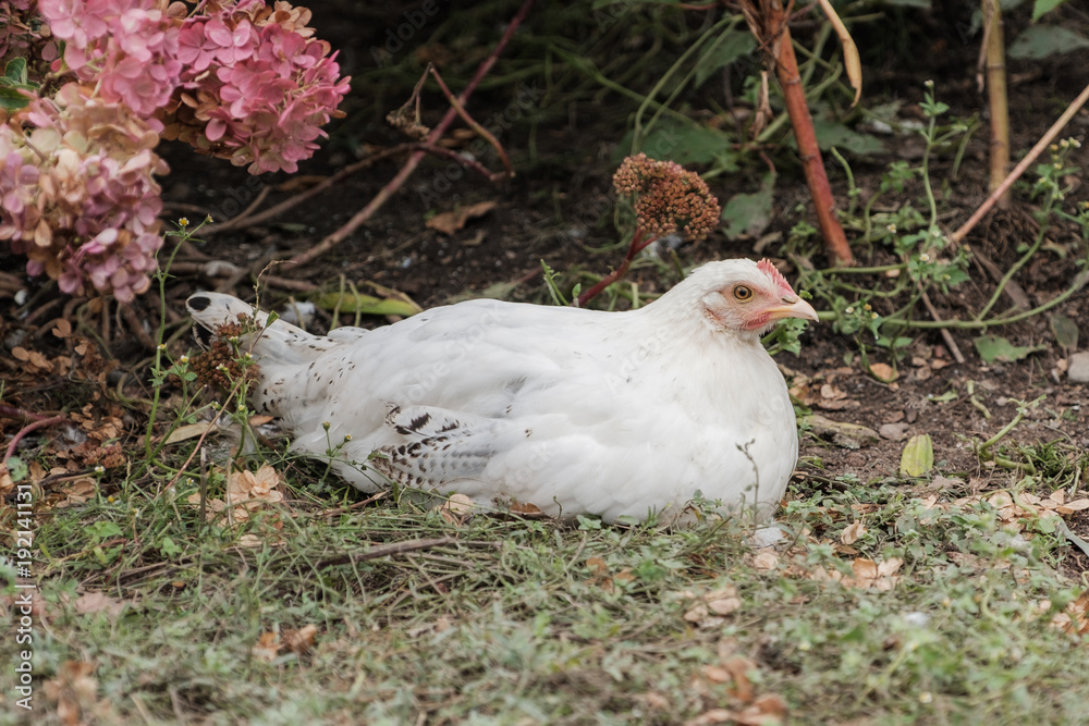 Domestic chicken sits on a grass Domestic chicken sits on a grass