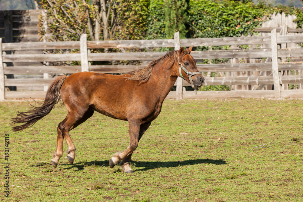 Obraz premium Free horses in the meadow