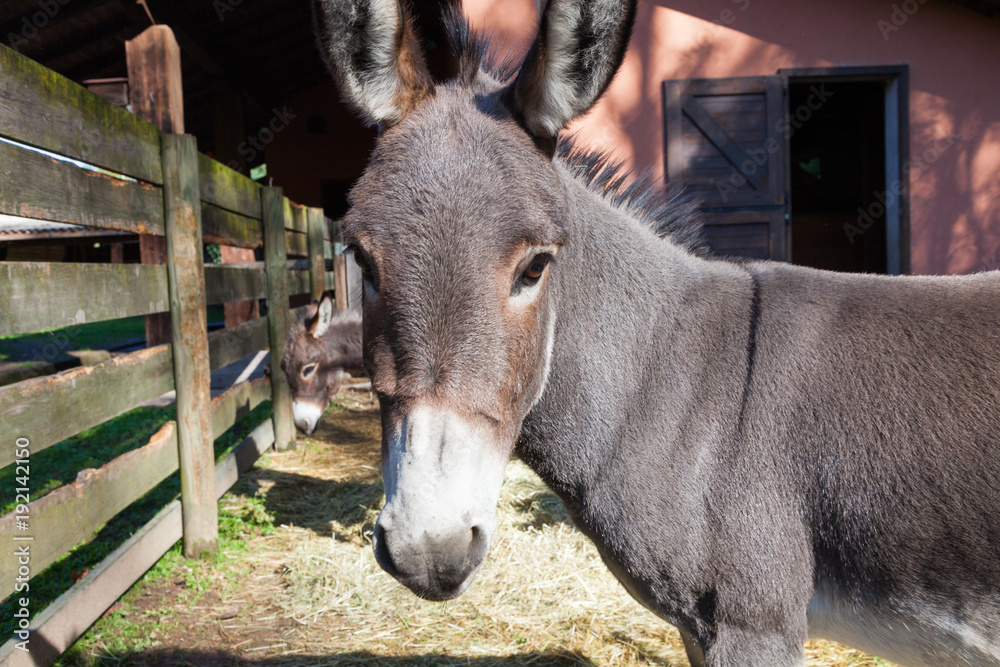 Animals in the enclosure of the farm, sunny day Animals in the enclosure of the farm, sunny day