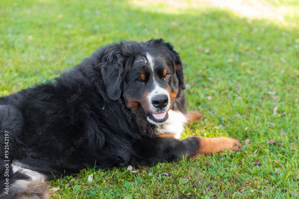 Bernese dog in the nature, green lawn