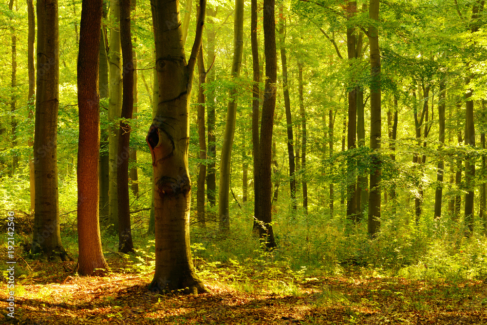 Naturnaher Laubmischwald im Sommer, stimmungsvolles warmes Morgenlicht  Stock Photo | Adobe Stock