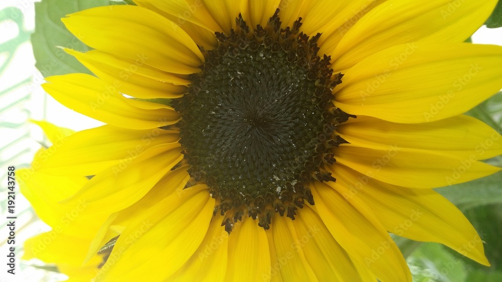 Obraz premium sunflower