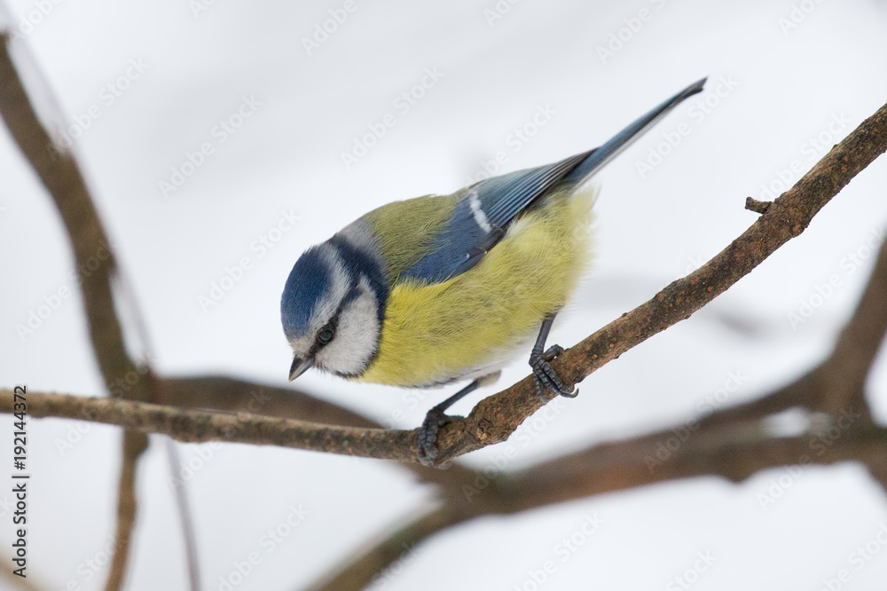 Fototapeta premium Eurasian blue tit on branch at winter