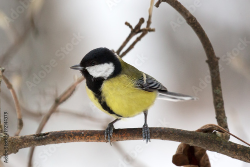 great tit on branch in winter forest
