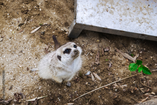 Meerkat or suricate standing on the ground photo