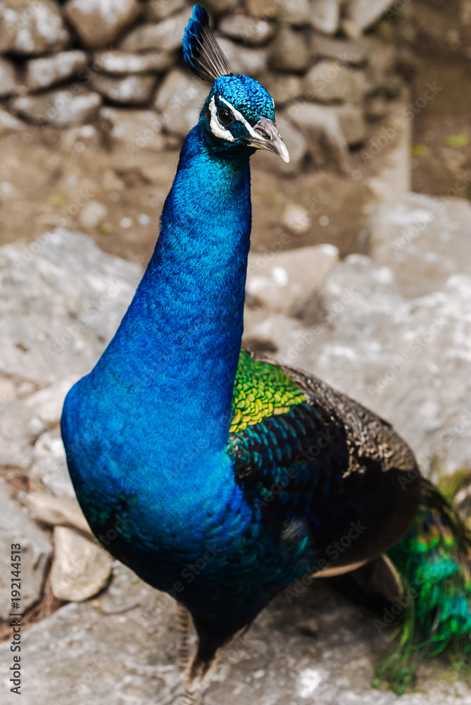 Peacock showing his beautiful neck Peacock showing his beautiful neck
