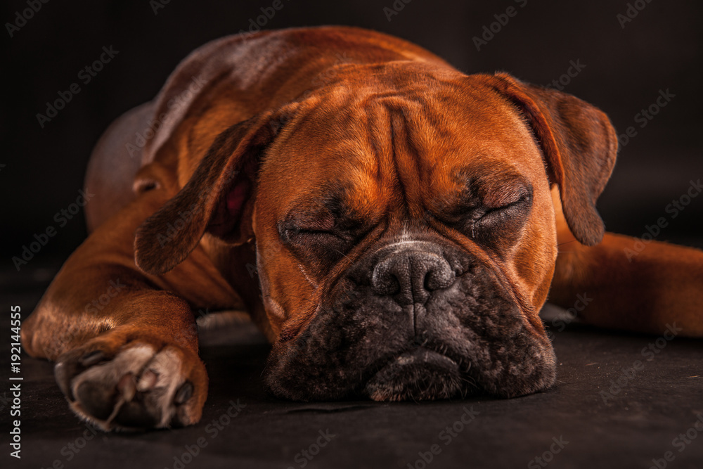 Boxer Hund vor schwarzem Hintergrund 