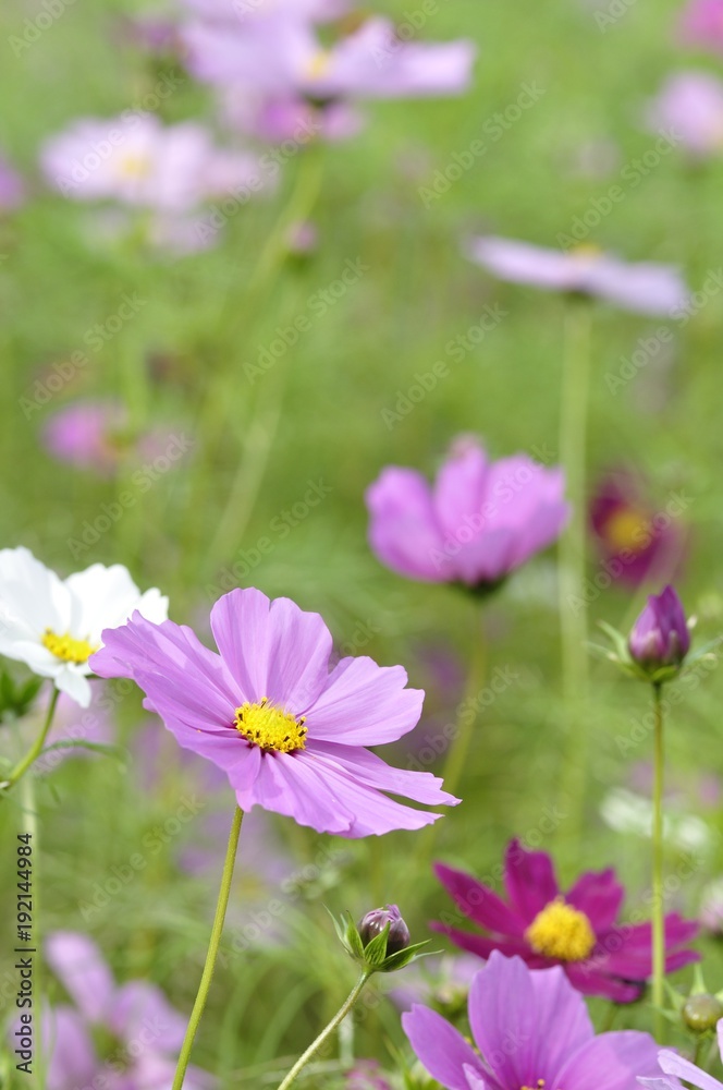 秋桜