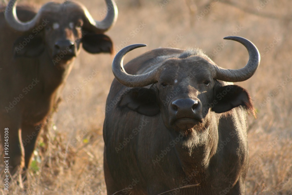 Gnu Gnu