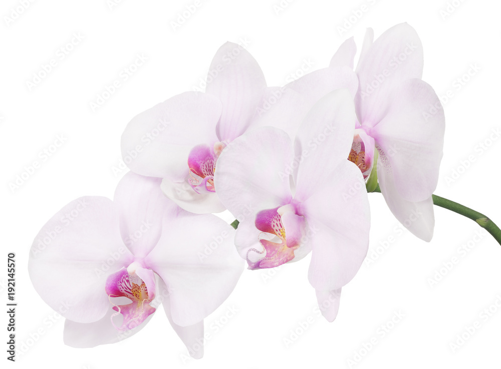 Fototapeta premium odizolowana gałąź z czterema jasnoróżowymi kwiatami orchidei