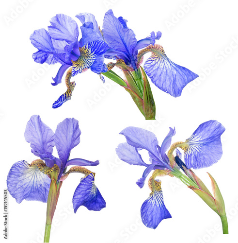 Fototapeta Naklejka Na Ścianę i Meble -  group of blue iris bloom isolated on white