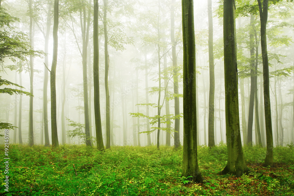 Naklejka premium Naturnaher Buchenwald, dichter Nebel