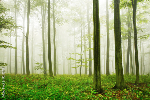Naturnaher Buchenwald  dichter Nebel