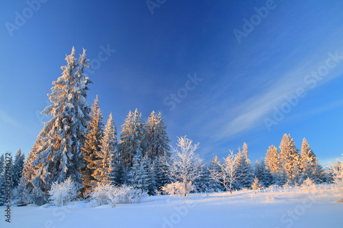 Winter landscape on mountain, frozen pine forest, Bosnia and Herzegovina © Simun Ascic