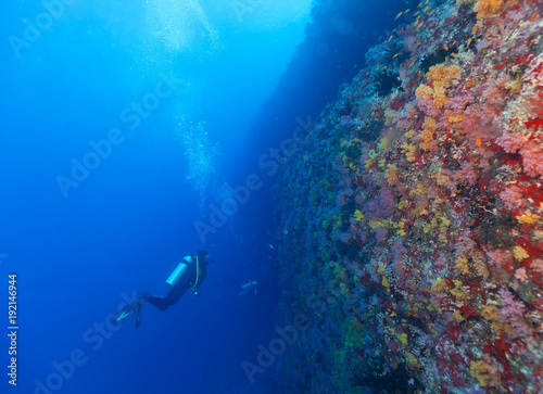 Young woman scuba diver exploring coral reef © Jag_cz
