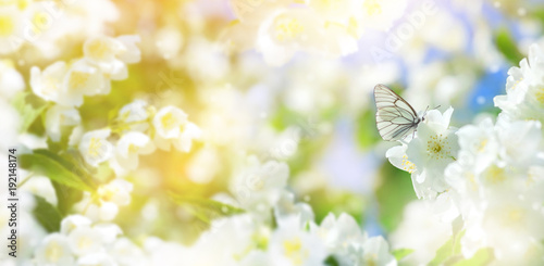Photography Natural background with butterfly on the branch of blooming jasmine