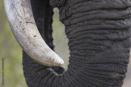 Photography Close up portrait of elephant tusk