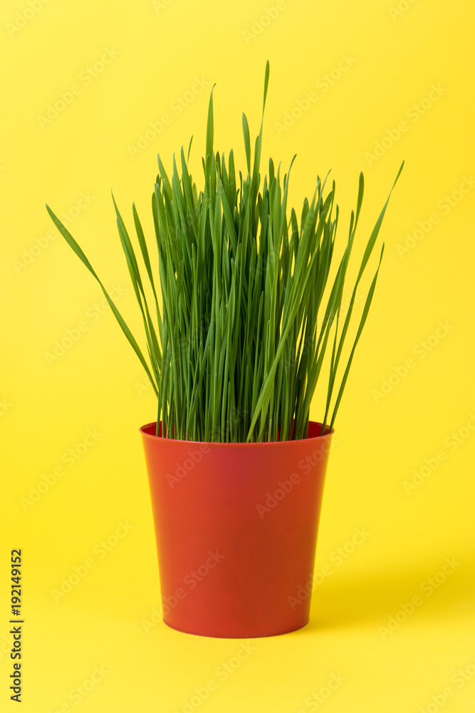 Young green Christmas wheat in a red pot on yellow background.