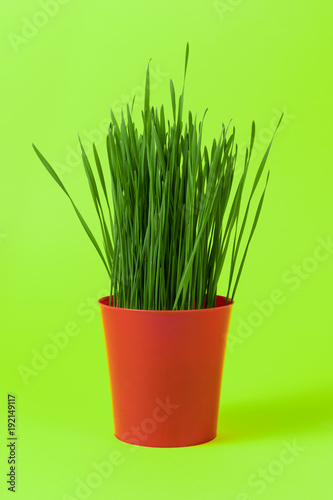 Young green Christmas wheat in a red pot on green background.