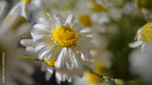 Fototapeta Naklejka Na Ścianę i Meble -  Daisy flower close-up