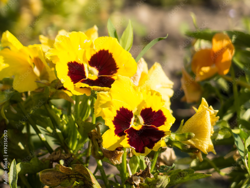 Beautiful yellow flower in evening sunset Beautiful yellow flower in evening sunset