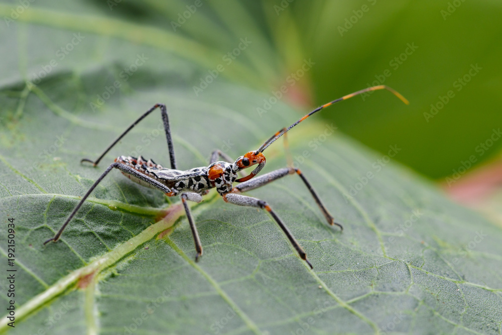 Fototapeta premium Image of an Assassin bug on green leaves. Insect. Animal