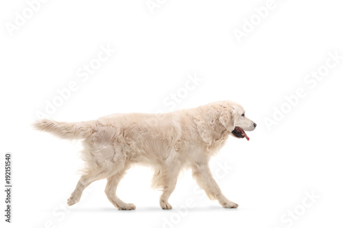 Canvas Print Labrador retriever dog walking