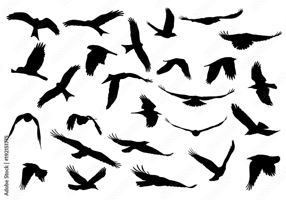 Set of realistic vector illustrations of silhouettes of flying birds of prey