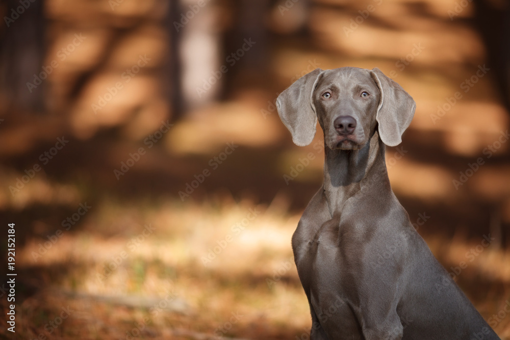 beautiful hunting dog Weimaraner looking at the camera for a walk in the woods portrait