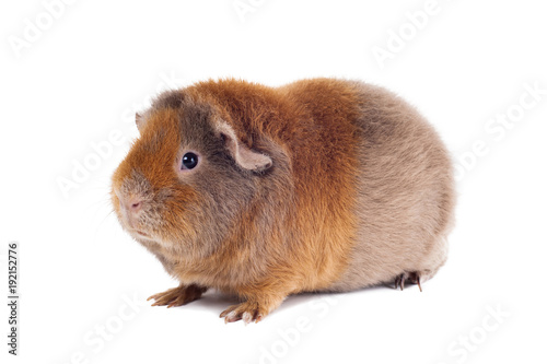 Red-haired guinea pig of the Teddy breed sits at a half-turn face to the left on a white background horizontal