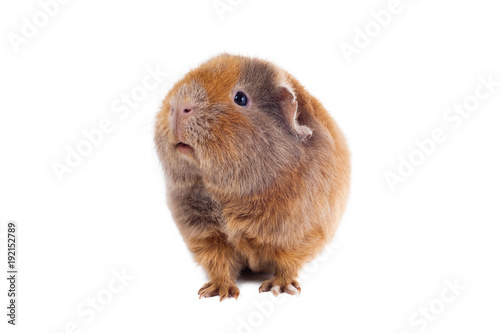 Red-haired guinea pig of a Teddy breed stands lifting his head up against a white background horizontal