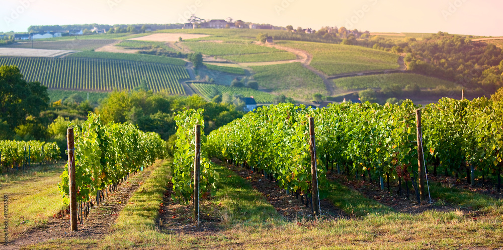 Panorama dans les vignes en France