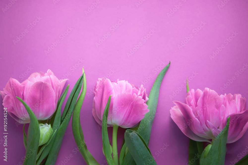 Fototapeta premium Three pink tulips