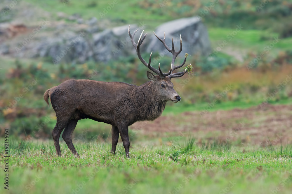 Red Deer Stag (Cervus elaphus)/Red Deer Stag in an Autumn meadow