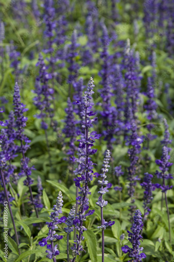 Closeup image of violet lavender flowers in the field in sunny day Closeup image of violet lavender flowers in the field in sunny day