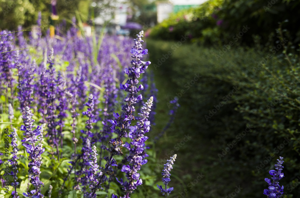 Obraz premium Closeup image of violet lavender flowers in the field in sunny day